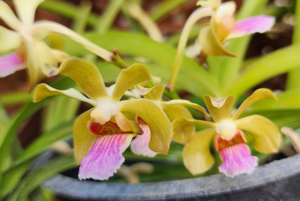 ConnieYurkus's tweet photo. @motesorchids #Vandachostylis 'Motes Quantum' surprised me. It's a lovely little thing. It made it to full bloom before I saw it even had a spike. #MotesOrchids #flowers https://t.co/XQhn46gDH2