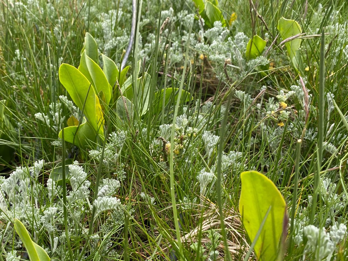 Carol Miron (@carolmiron_) on Twitter photo Had a great time during this week at the conference on Biotic interactions and their role in ecosystem-climate feedbacks at the <a href="/unihh/">Universität Hamburg</a>, ending with a an exciting visit to the field site of the MERIT experiment at the the salt marshes of the North Sea. Had a great time during this week at the conference on Biotic interactions and their role in ecosystem-climate feedbacks at the <a href="/unihh/">Universität Hamburg</a>, ending with a an exciting visit to the field site of the MERIT experiment at the the salt marshes of the North Sea.