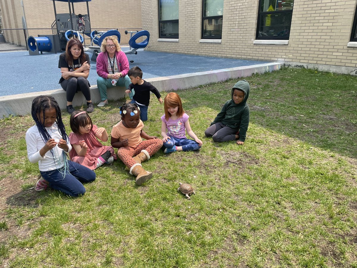 JillPTEACHER's tweet photo. Perfectly sunny day to take the pets out in the grass #jimothythehermitcrab #tucktheturtle #pkp #myd97 #longfellowbears https://t.co/w1NUhAAelZ