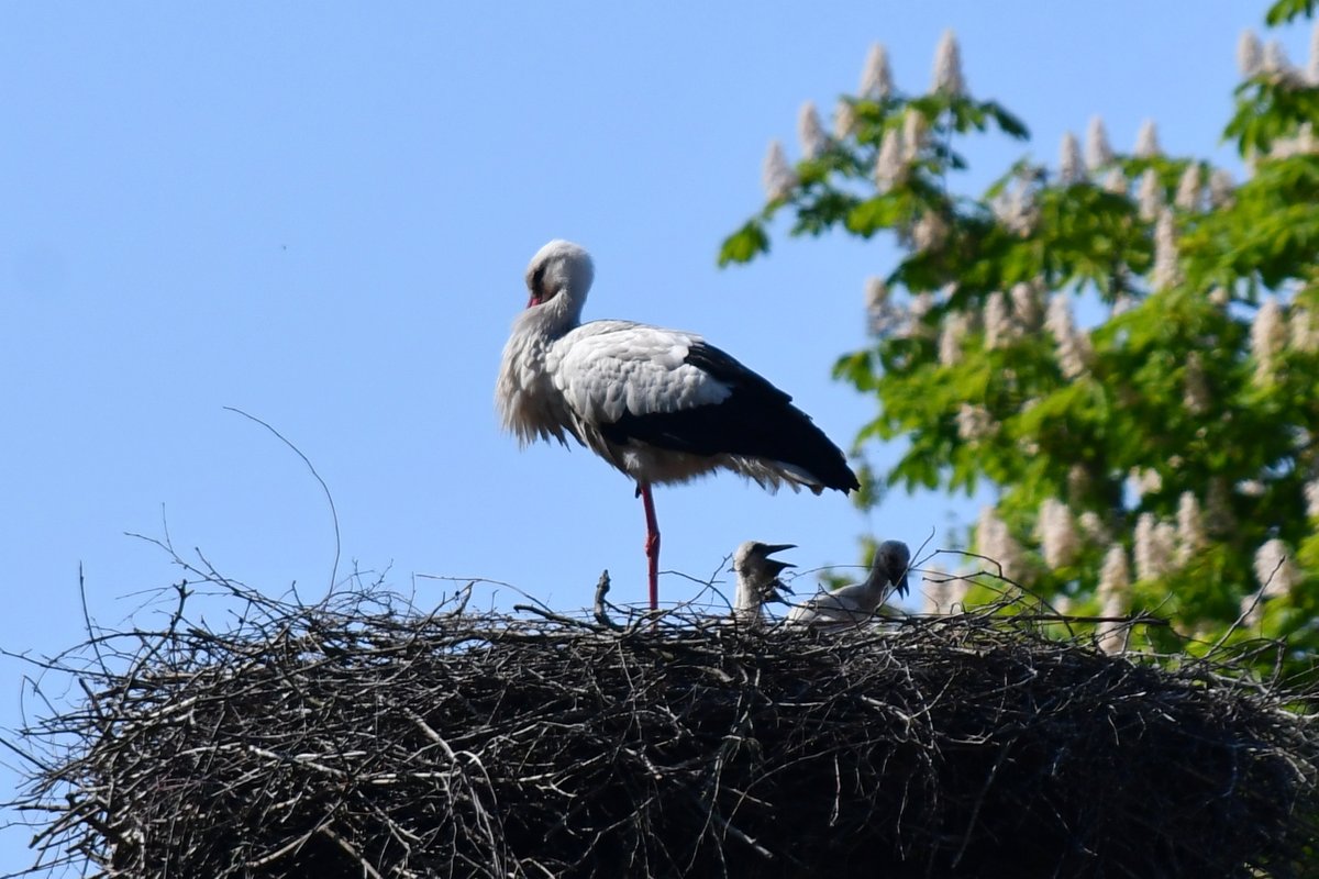 Moin! Happy to announce, we habe offspring. 
At least 3 little #WhiteStorks in nest no 1 near the horse stable, there might be another one, not sure yet. 
How to you name white stork chickens, 'storklings' ??? 
#SchleswigHolstein #birding #LowCarbonBirding #NABU #Weißstorch