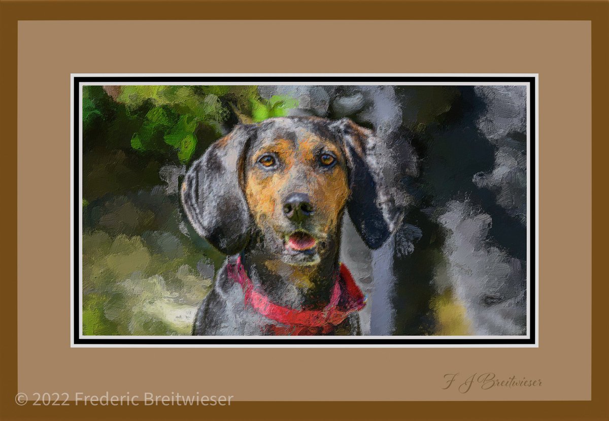 Dog Photographer tweet media