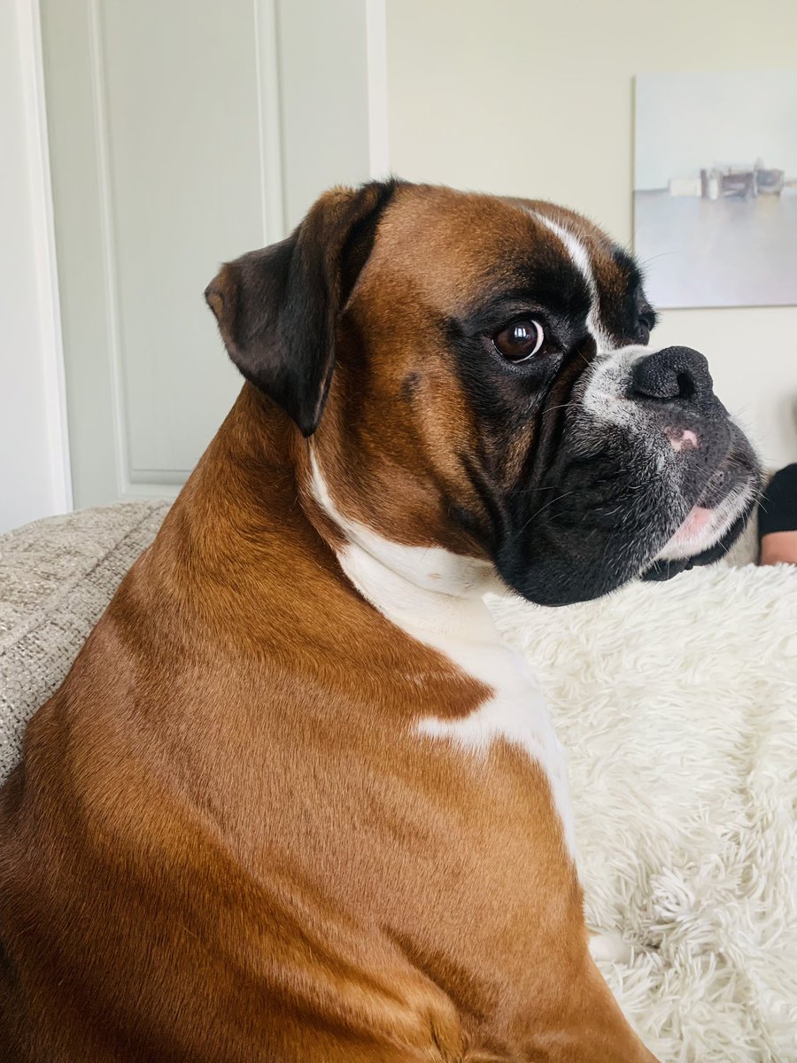 minimurph82's tweet image. Stop what you’re doing and look at my beautiful dog 🥹 #boxerdog #boxerdoglover