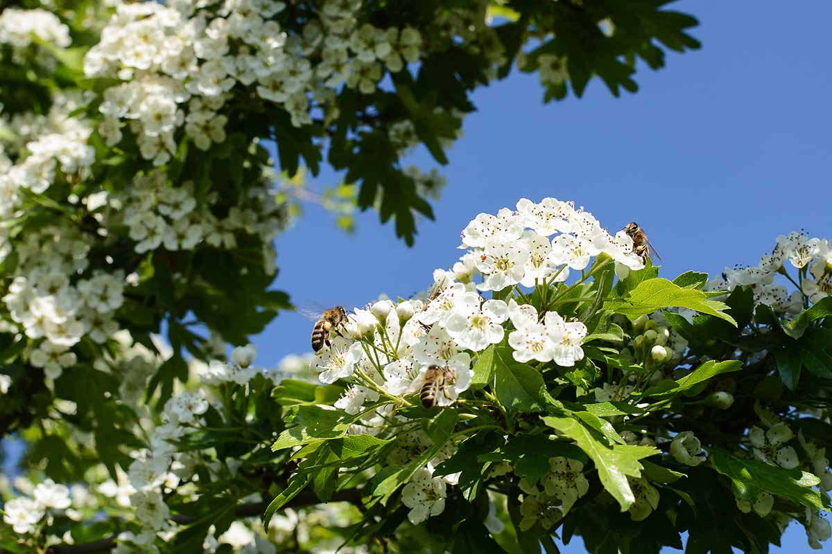 Gardeners_Path_'s tweet photo. How to Grow and Care for Hawthorn Trees - Hawthorns are pollinator magnets, edible, and beautiful. They come in a variety of colors and sizes. Learn how to grow these trees now on Gardener's Path. #gardeningtips #gardening #landscapetrees https://t.co/cCKqVF1dxj https://t.co/WdjeXvcnRl