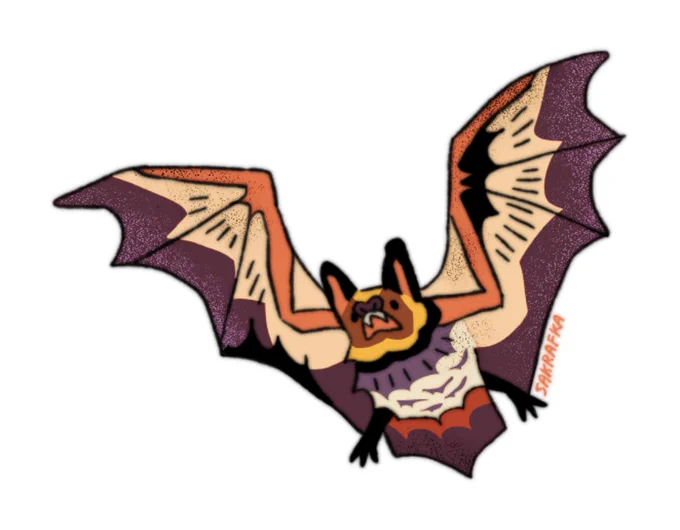 hoary bat 