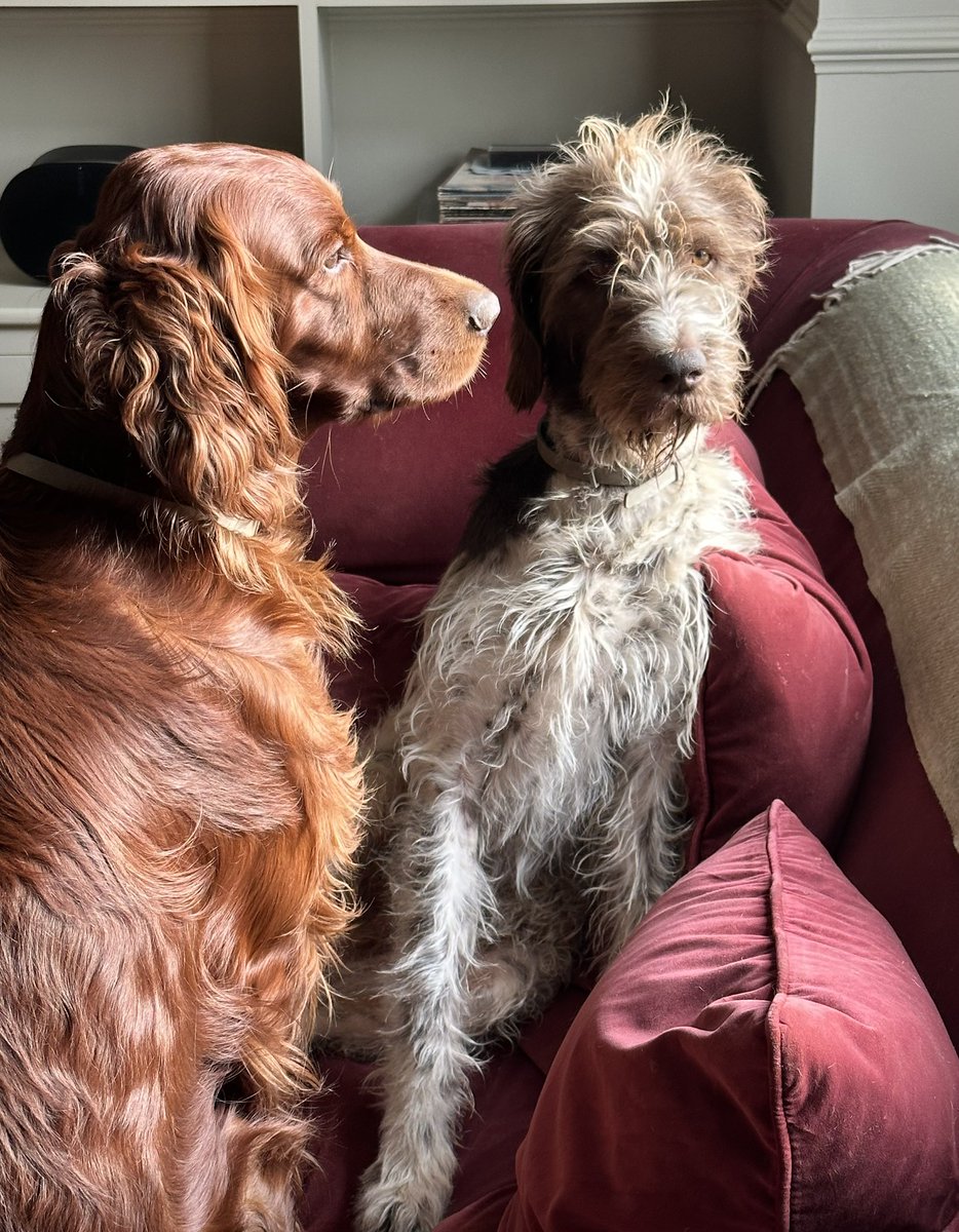 baronlordvader's tweet photo. What’s occurring?
#DogsofTwittter
#irishsetter
#wirehairedpointer
#thursdaymood https://t.co/u2DkbCQjfc