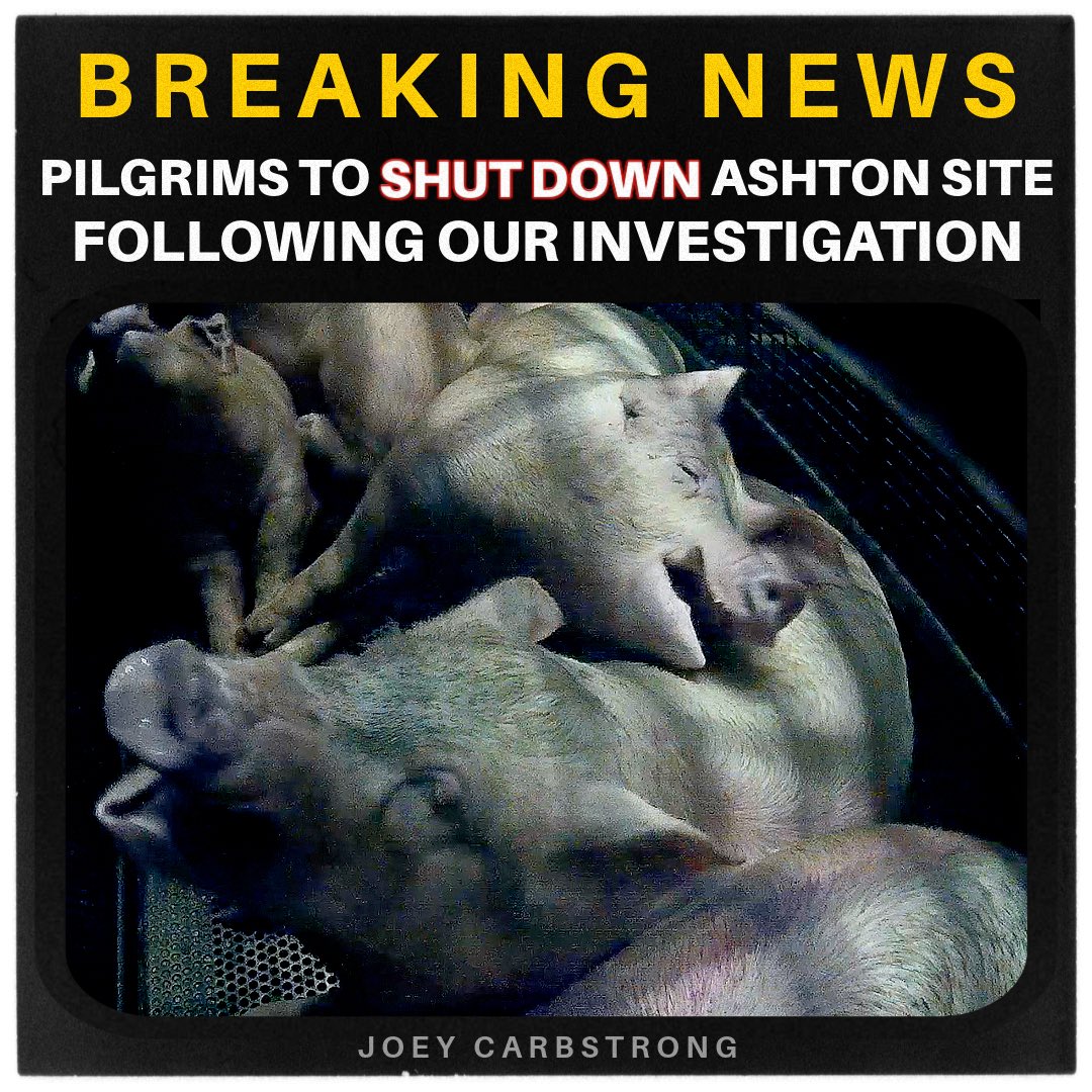 JoeyCarbstrong's tweet photo. ❗️BREAKING NEWS❗️
Pilgrim’s UK has announced in headlines that they are SHUTTING DOWN their Ashton site. The closure comes, following our UK first investigation exposing their gas chamber, released 2nd May in The Guardian. In the article Pilgrim's reps claimed, that there wasn’t enough evidence to show it was their site. But I have all the evidence IT IS in fact their site.

Timeline:
-The announcement comes just 2 weeks after our exposè. Across social media the footage accumulated 2 million views in the first week.
-2 days after the investigation's release, Mark Haighton, Pilgrim's pig supply chain director,  was either let go, or quit, in what is understood to have been a 'sudden development.’ The timing of this is notable.
-2 days after that, we held a protest at Pilgrim's Ashton. The security guards denied the footage was from their gas chamber, this echoed the comments of Pilgrim's Reps. Pilgrim’s head office know that my film with further details is coming soon, and that it will cause further backlash.
- Pilgrim's is claiming the decision to close is due to the pig sector facing "significant challenges” but also stated that because Ashton is in a suburban area, they’d have no way to “grow the site." Not sure why they’d want to expand Ashton site anyway, when the pig sector is facing these ‘difficult challenges’? This is contradictory, and in my opinion, there were other factors at play.
-Around 750k pigs are gassed each year at Pilgrim's Ashton, they claim they plan to move some operations to there other 2 gas chambers, but how can they maintain the same numbers? Their production will surely decrease substantially because of this closure.

Although there have been talks of slowing production at Ashton for a while, I don’t think I’d call their recent announcement a coincidence, all things considered. I think pressure, and extremely bad PR from the viral gas chamber footage, coupled with the upcoming release of my film ‘Pignorant’, was the final thing to push them over the edge. Of course the industry would never admit that our investigation influenced their decision - but you be the judge!

🎥 MY REACTION VIDEO HERE: https://t.co/WSu9SDQeZ7