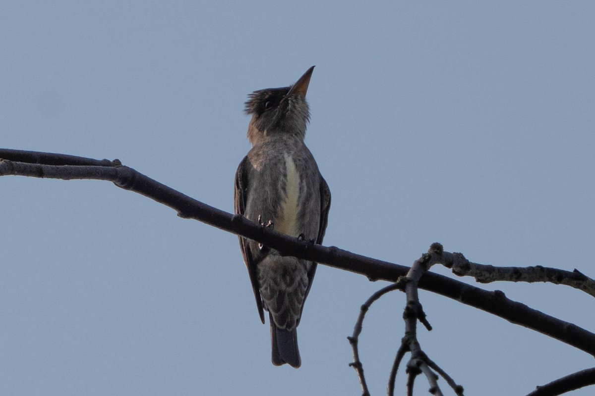 Working from home and hear a bird noise outside, head whips up. "Was that Quick, Three Beers"??

It's not like, an impossible rarity but still very surprised to find an Olive-sided Flycatcher near my relatively urban home.