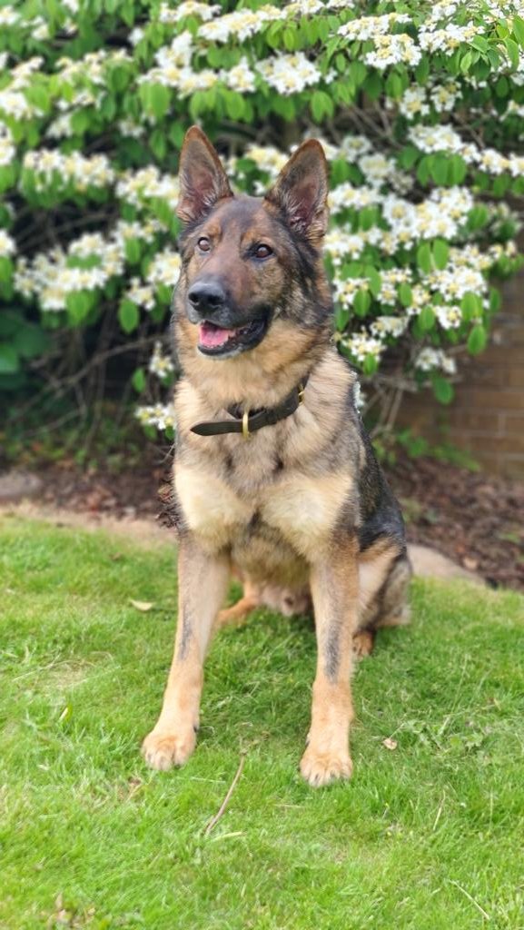 National Police Dog Trials UK (@policedogtrials) on Twitter photo Meet the dogs of the trials:
Dog Name: #PDEyke
Breed: GSD
Age: 5
Police Force: <a href="/DC_Police/">Devon & Cornwall Police</a> Meet the dogs of the trials:
Dog Name: #PDEyke
Breed: GSD
Age: 5
Police Force: <a href="/DC_Police/">Devon & Cornwall Police</a>