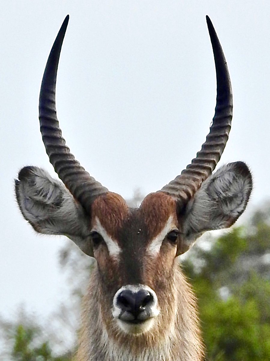 Perfection is a Male Waterbuck. 

Uniquely shaped horns 😜
A heart-shaped nose 😍
Symmetrical markings 🤩
Beautiful fur 😃
And the cutest face 🥰