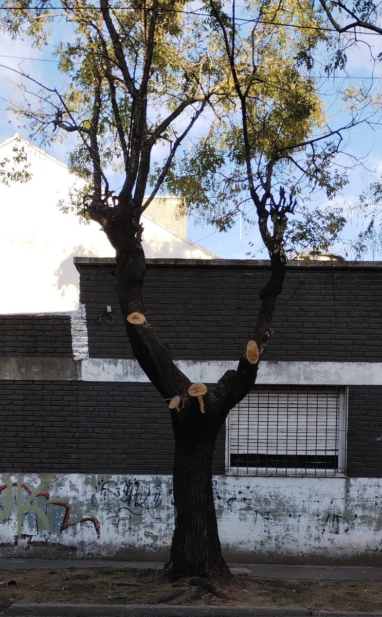 yodespeinada's tweet photo. En el municipio de Quilmes así están podando los árboles. Deben querer que crezcan alto y se caigan para un costado, sino no se explica!  #municipiodequilmes #MayraMendoza #talaindiscriminada #poda #podaindiscriminada #peligroambiental #Quilmes #Ezpeleta #desastre https://t.co/OAAFYjl5JK