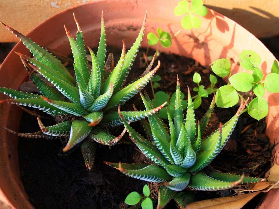 Horticultural Society talk, 'Succulents and cacti', May 22 - millstonenews.com/horticultural-…