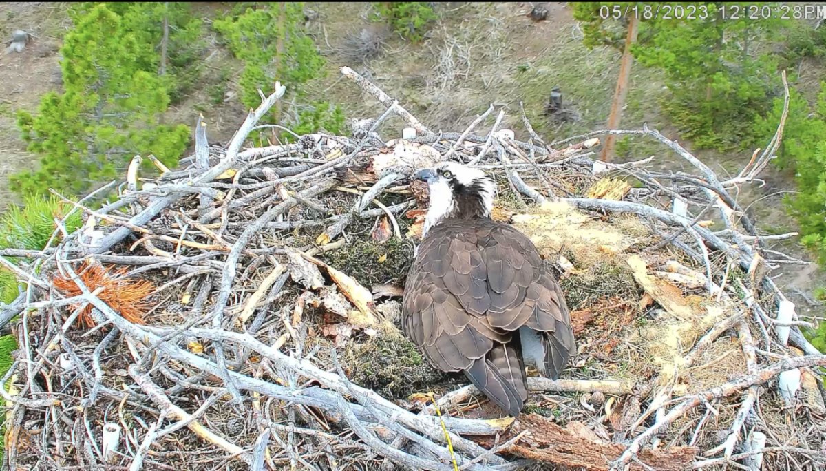 Colorado Headwaters Land Trust tweet media