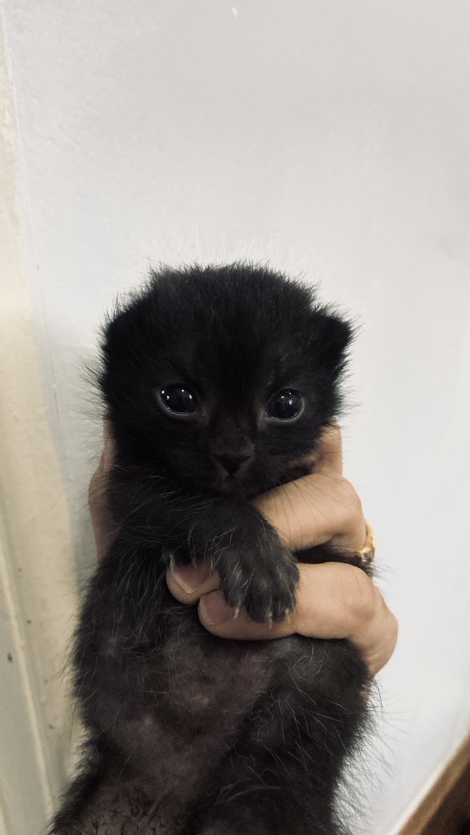 shahidasupian's tweet photo. ingatkan dia tak survive sebab kaki kanan kena makan dengan kucing lain. bought him to vet and kena jahit. kuat semangat dia. Ladies and gentlemen, look at Boba now after 3 weeks! 😍 https://t.co/xBkczNn02z