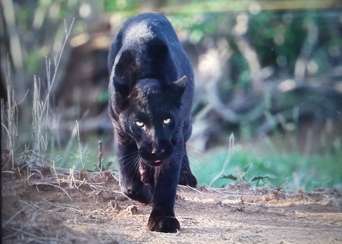 More photos of this black beauty.