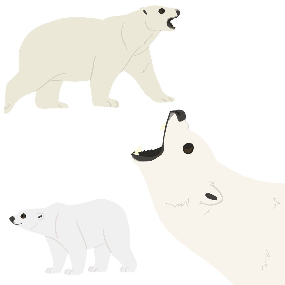 poler bears