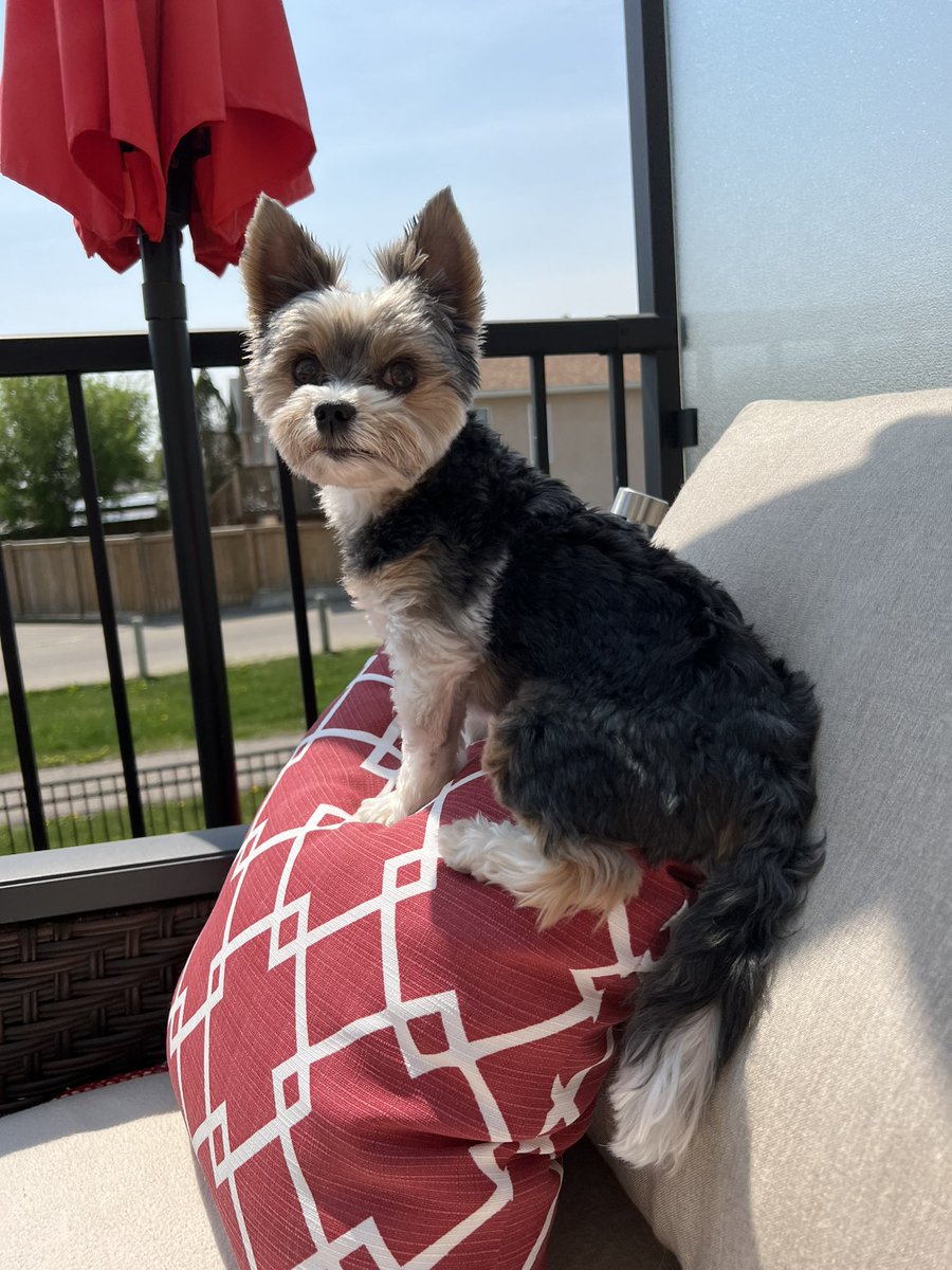 Gios happy that the momma is home today & is enjoying the 🌞 sunshine 🥰💜🐾🇨🇦#dogsarefamily #dogsarelove #dogsoftwitter #sunshine