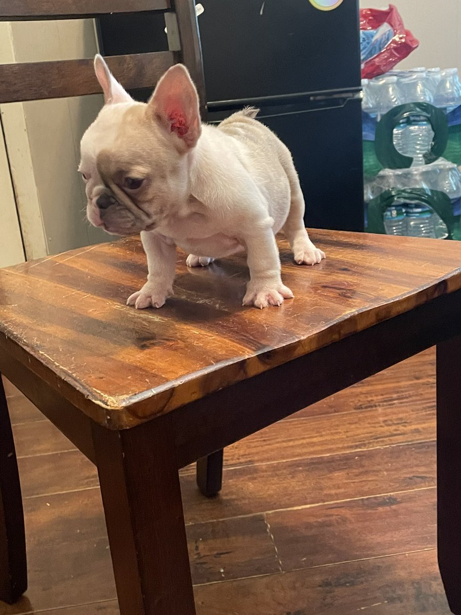 JayQue318's tweet image. Madam Neapolitan of #NoblePedigreeDogHouse