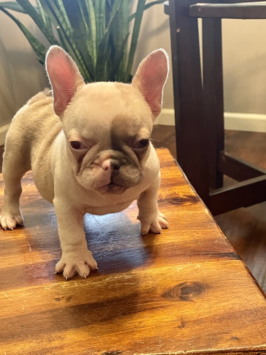 JayQue318's tweet image. Madam Neapolitan of #NoblePedigreeDogHouse