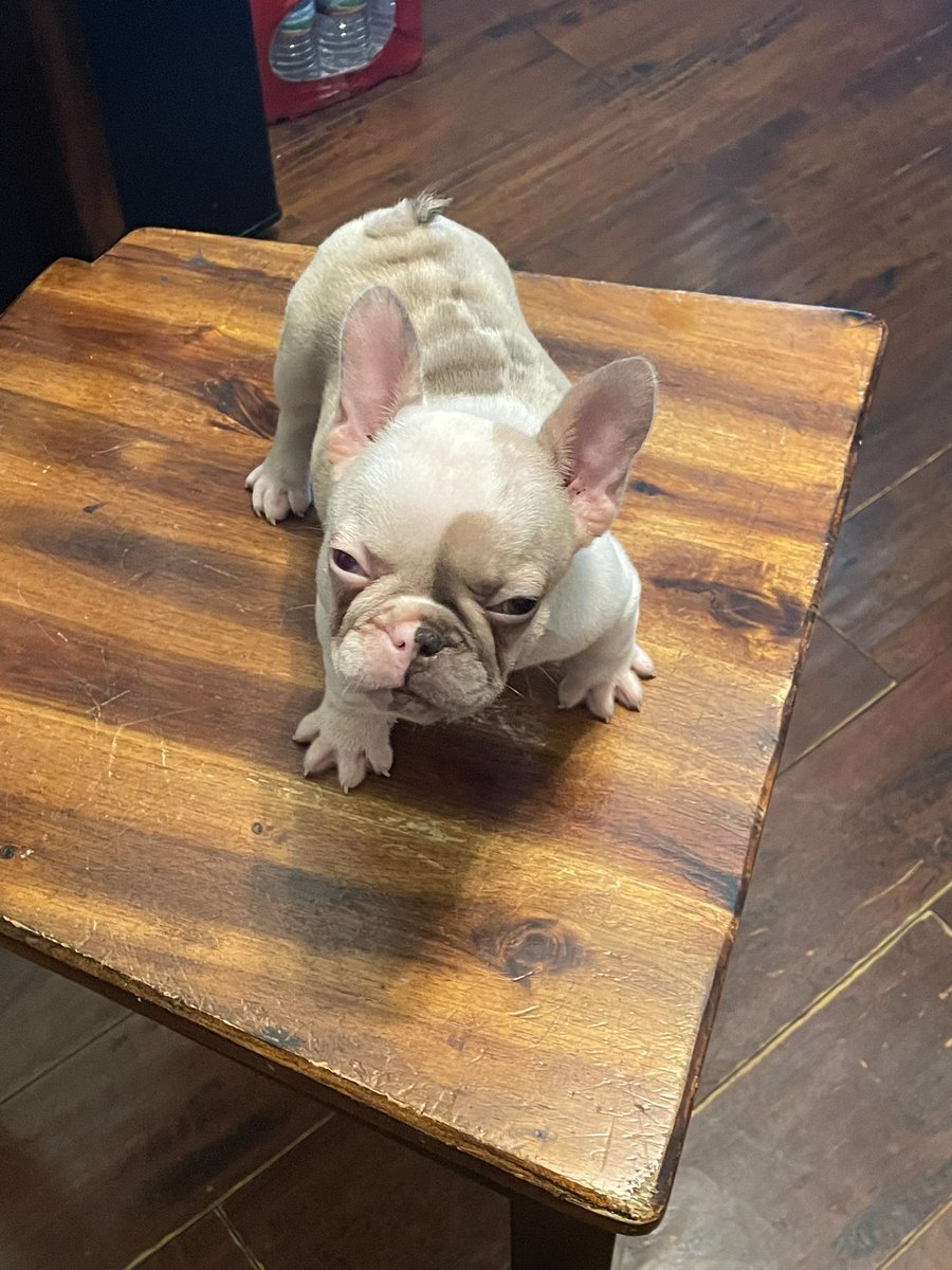 JayQue318's tweet image. Madam Neapolitan of #NoblePedigreeDogHouse