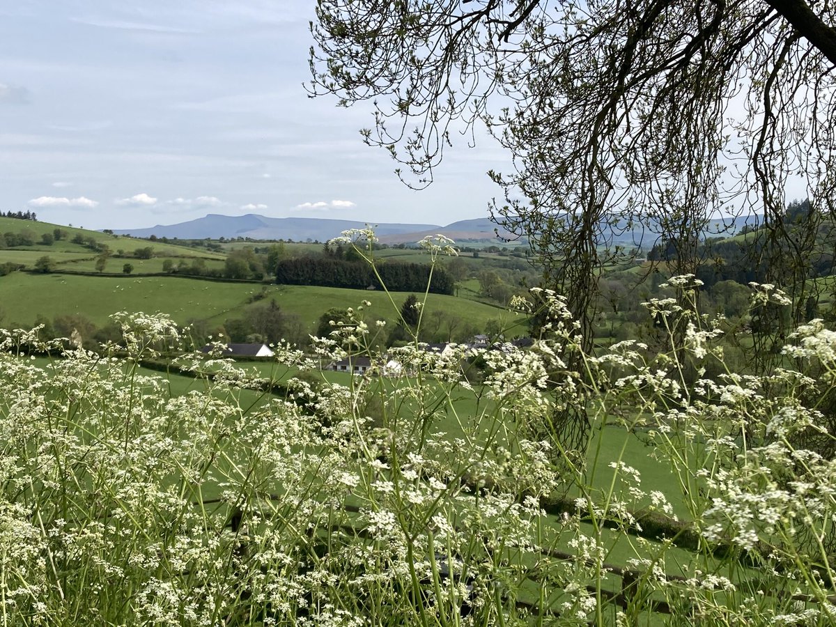 EpyntWayA's tweet photo. Bluebells and cuckoos on @EpyntWayA today. #walesbytrails @visitwales @VisitBrecon @MidWalesMyWay https://t.co/zQ3yshd9ij