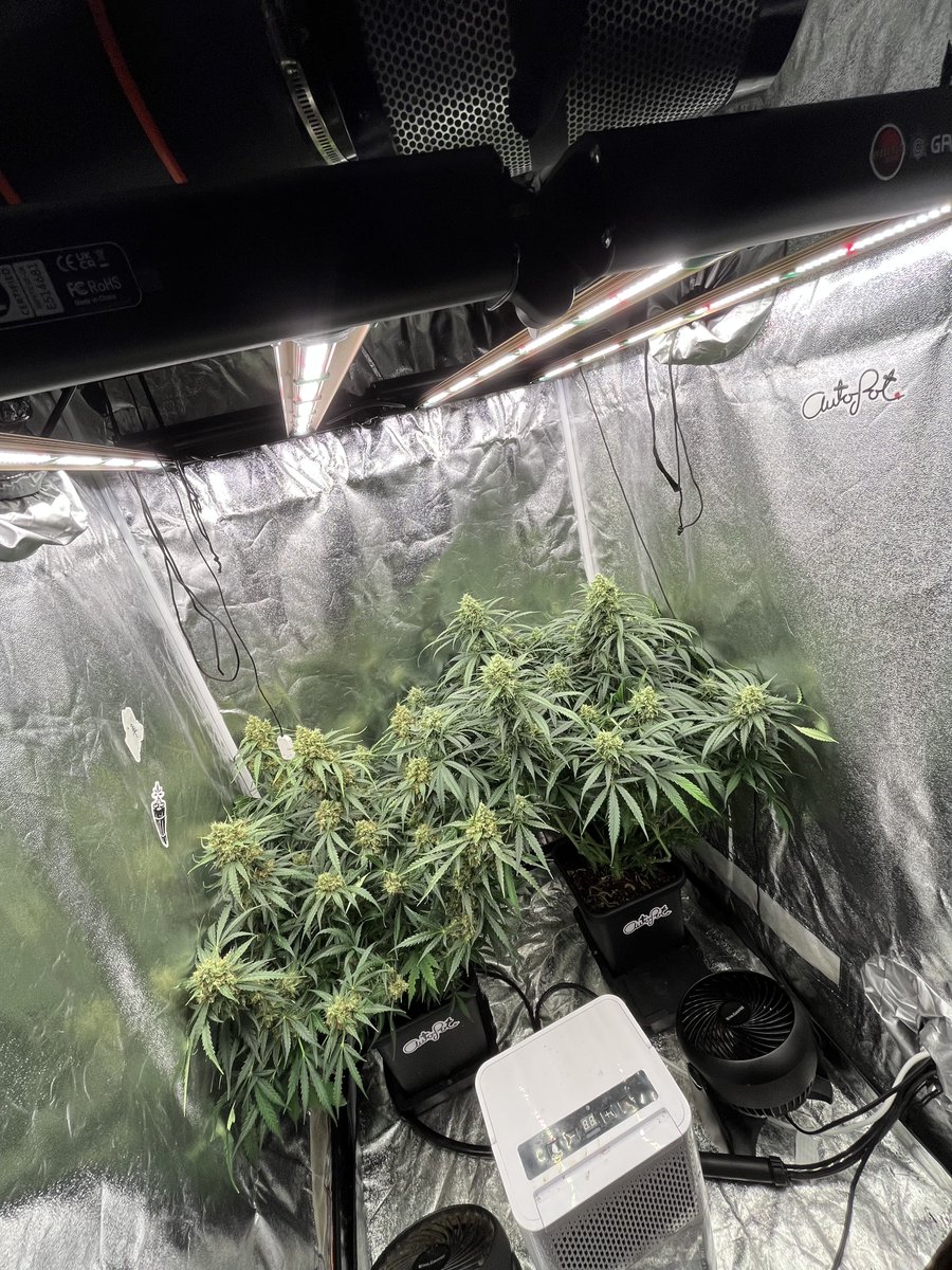 PushnPhosphorus's tweet photo. Supreme runtz by @Speedrunseeds ☺️
under a @GrowersChoice_ #ROIE420
in @autopotusa 3.9 Gal's
(Pushnautopots) = 10% off
#GrowerschoiceLEDs #Autopots #CannaLand https://t.co/LmY2Nqc4Tb