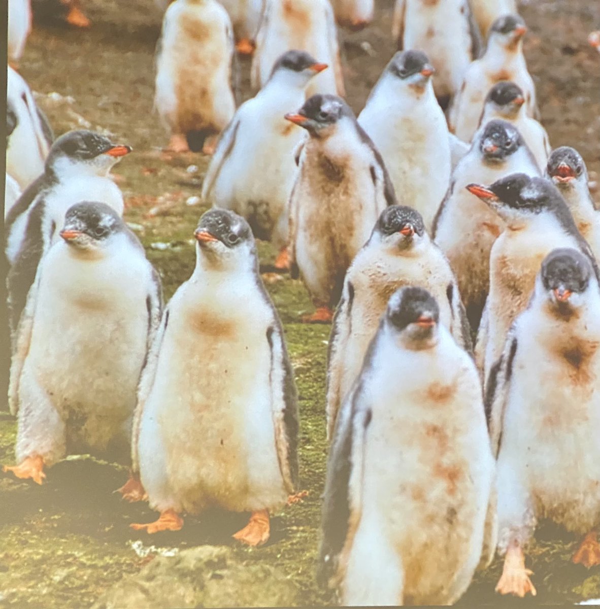 Stuart McLelland 🇺🇦🇺🇦🇺🇦 (@stuartmclelland) on Twitter photo Fantastic talk about plastic pollution in Antarctica and environmental issues by <a href="/cathwaller/">cath waller</a> <a href="/UniOfHull/">University of Hull</a>. Presenting at <a href="/UNCW_CMS/">UNCW_CMS</a> Global Marine Science Summit session on contaminants and Ecosystem Impacts Fantastic talk about plastic pollution in Antarctica and environmental issues by <a href="/cathwaller/">cath waller</a> <a href="/UniOfHull/">University of Hull</a>. Presenting at <a href="/UNCW_CMS/">UNCW_CMS</a> Global Marine Science Summit session on contaminants and Ecosystem Impacts