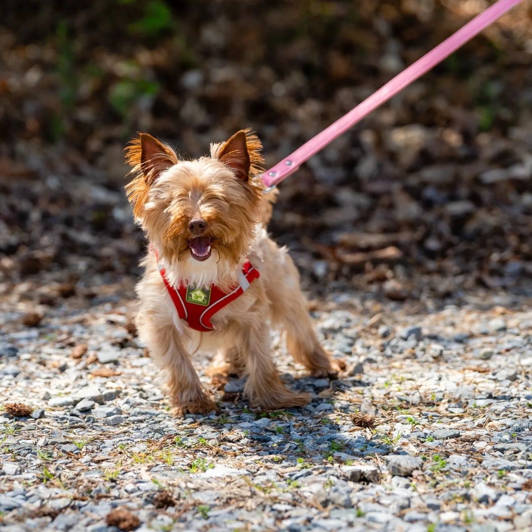 When we walk your dog, they're sure to be living their best life. What's your pet's favorite part of their walks?