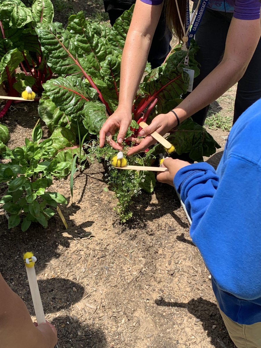 Budding botanists learned how humans artificially pollinate plants to help our garden grow through plant reproduction! 🌿🌼🌱🥬🌸