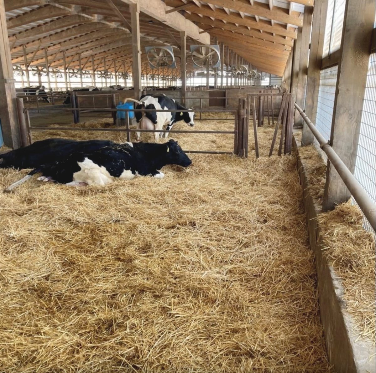 The Dairyland Initiative on Twitter "An oversized transition cow barn