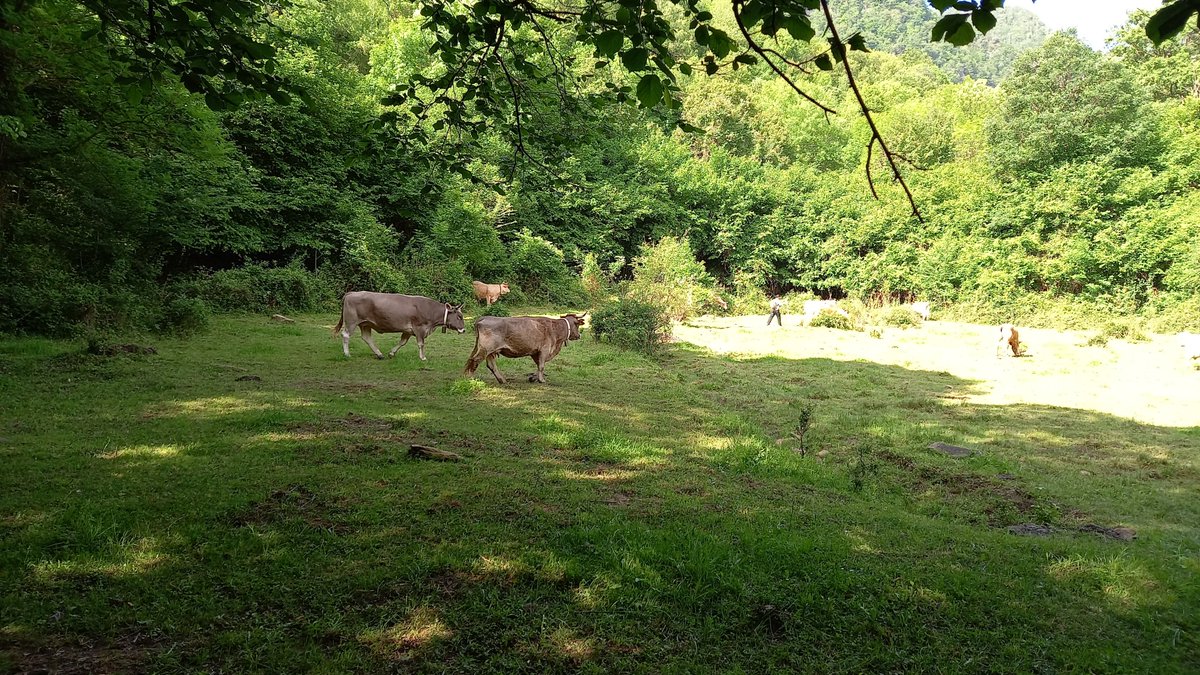 SergiStjoan's tweet photo. Avui ja faran nit a les pastures de Sta. Magdalena del mont.
Aquest any ha set molt complicat, però finalment hem aconseguit pujar.
Visca la transhumància! https://t.co/3Noj9YCf9a