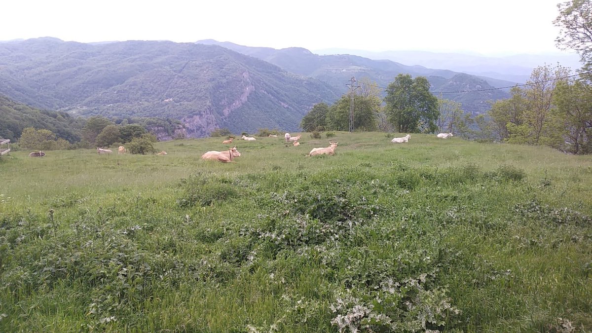 Avui ja faran nit a les pastures de Sta. Magdalena del mont.
Aquest any ha set molt complicat, però finalment hem aconseguit pujar.
Visca la transhumància!
