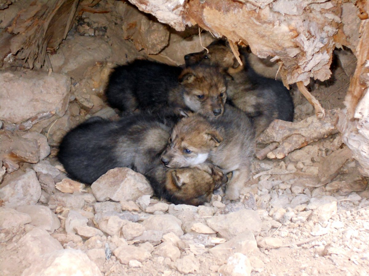 First comes love (finding a mate), then comes marriage (pair bonding), then comes babies (pups) in a baby carriage (den).

Spring is the perfect time to dig into Mexican wolf dens.

Photo: MWIFT
