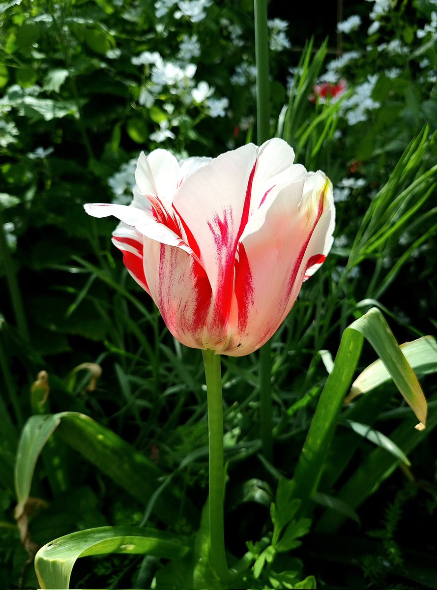 My attempt to paint the tulip photo I took at <a href="/BathCityFarm/">Bath City Farm</a> yesterday! #Watercolour #Nature