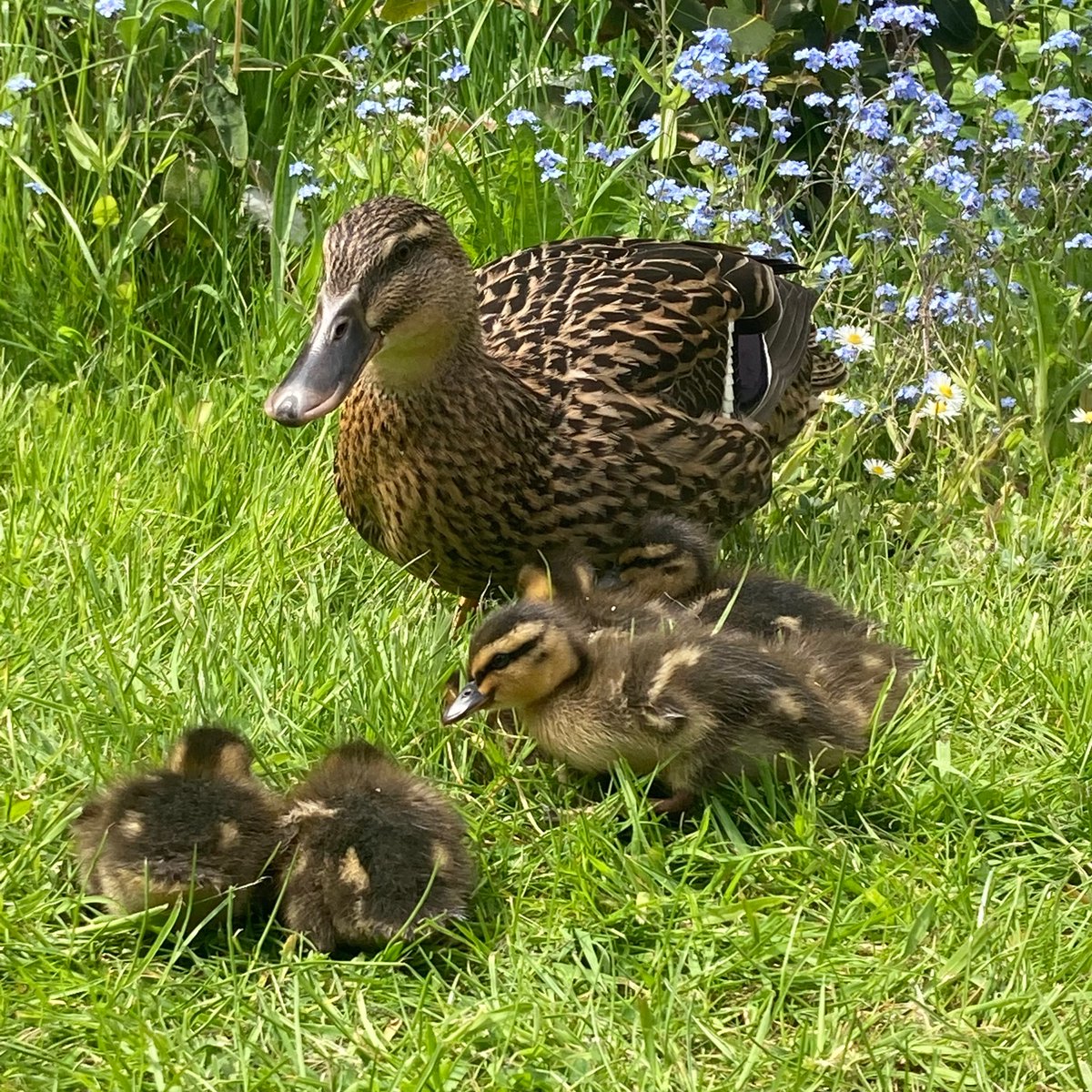 Dr Tom Rawlings tweet media