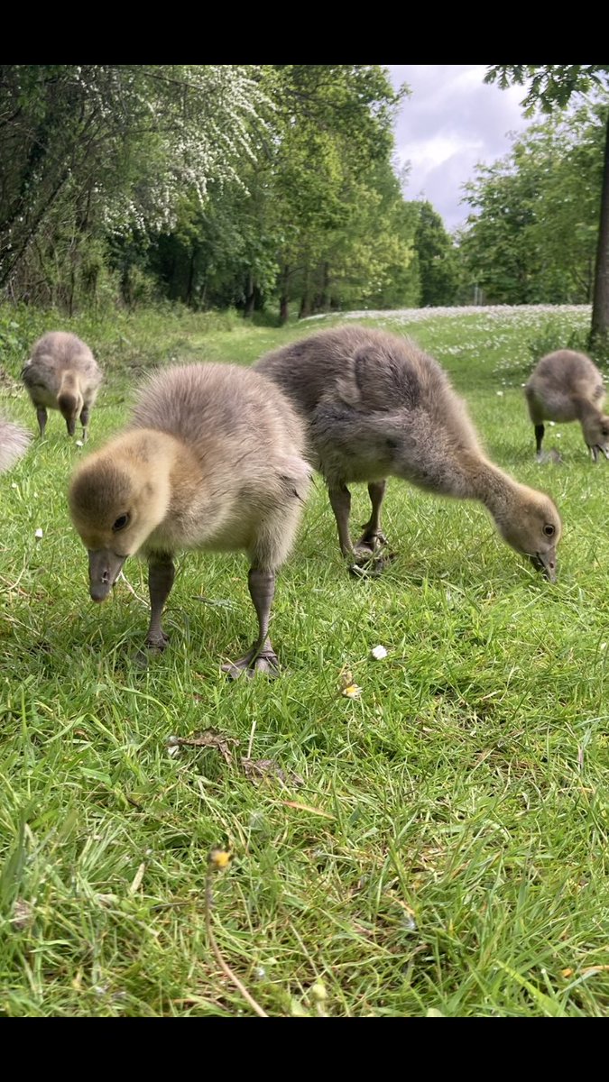 Dr Tom Rawlings tweet media