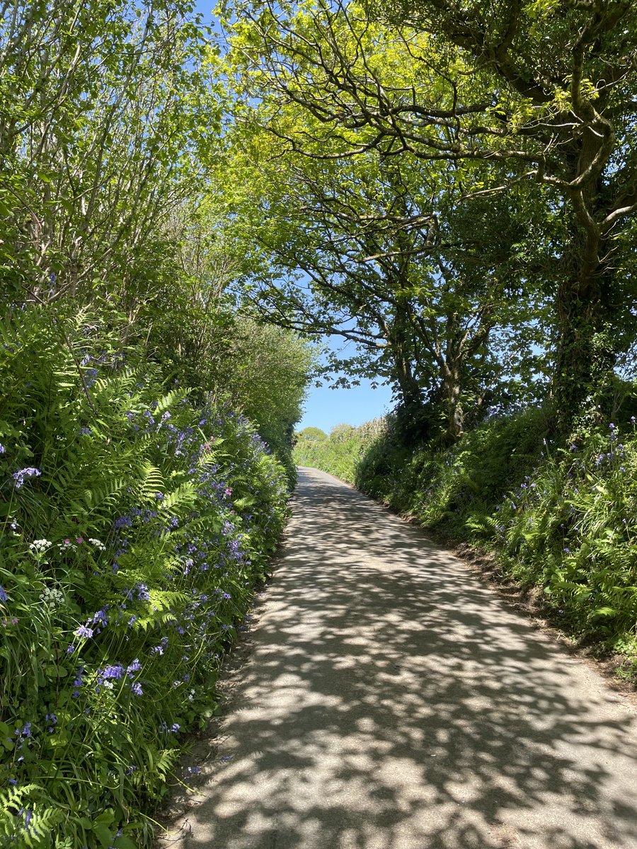 B_Strawbridge's tweet photo. A dappled Cornish lane 💚 https://t.co/TDolBMkfcX