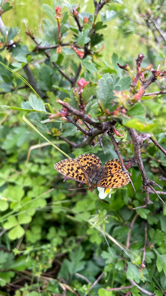 Check out this beautiful yellow butterfly! 🦋 It's perched delicately on a tiny branch. Nature's wonders never cease to amaze! Can anyone help us identify this species? 

#ButterflyBeauty #NatureMystery #NaturePhotography #InsectWorld