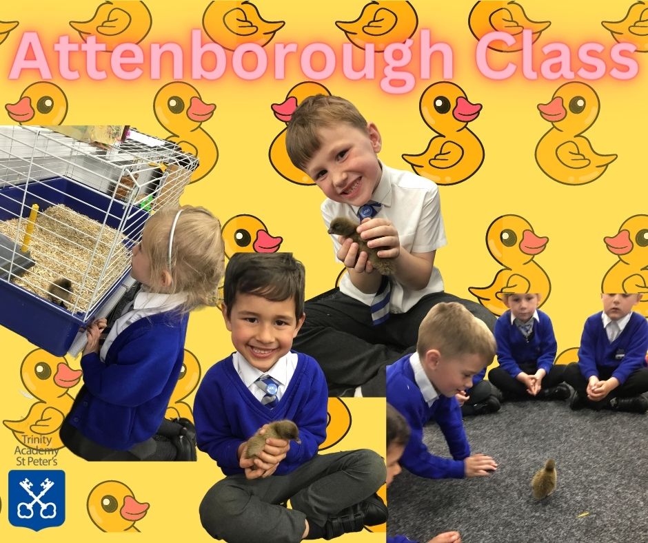 Today, Attenborough class have welcomed 3 new ducklings. We now have 4 ducklings altogether and 1 still in the incubator ready to hatch any day!
Their names are Tiny, Diddy, Turbo and Nugget.
The children got Tiny out to play and they handled him very gently.🐣