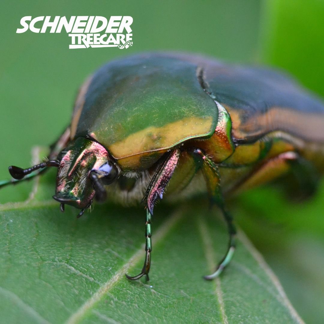 June Bugs are more than just a summer nuisance! 🐞 Get the scoop on how these little invaders can harm your garden and trees, and how Schneider Tree Care steps up to protect your green space. Call us today at (833) 4MY-TREE to setup your appointment with one of our arborists!