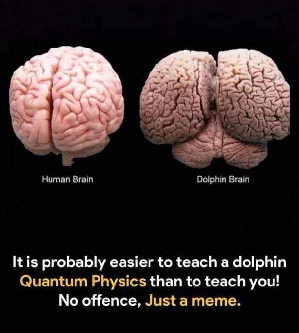 #Dolphins more intelligent &amp; compassionate than humans could ever be &amp; it shows.😭A poor dolphins life to live in #FaroeIslands. Each yr thousands  trapped in cove by murderers &amp; viciously slaughtered where they swim.  #KingdomOfDenmark.  
Tiny brained, &amp; No compassion doing this