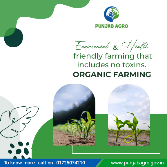To know more,
visit our website: punjabagro.gov.in or call us on: 01725074210
.
.
.
#PunjabAgro #AgriculturePractices #Procurement #CertifiedOrganic #FoodSafety #SpecializedStructures #ChemicalFree #Preservation #FoodProtection #HighQualityProduce #FiveRivers #OrganicBrand