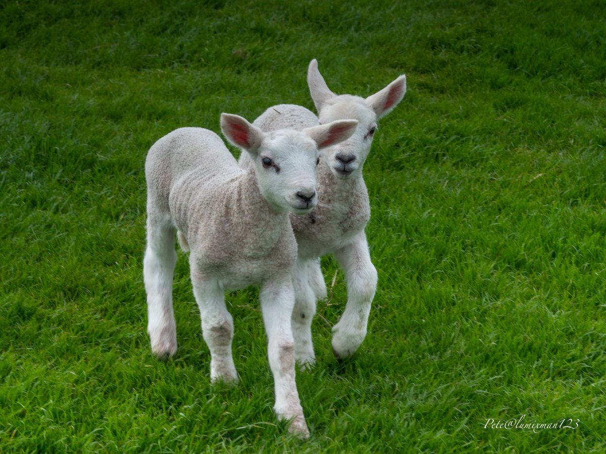 I’m not your Mum ☺️ #LambingTime