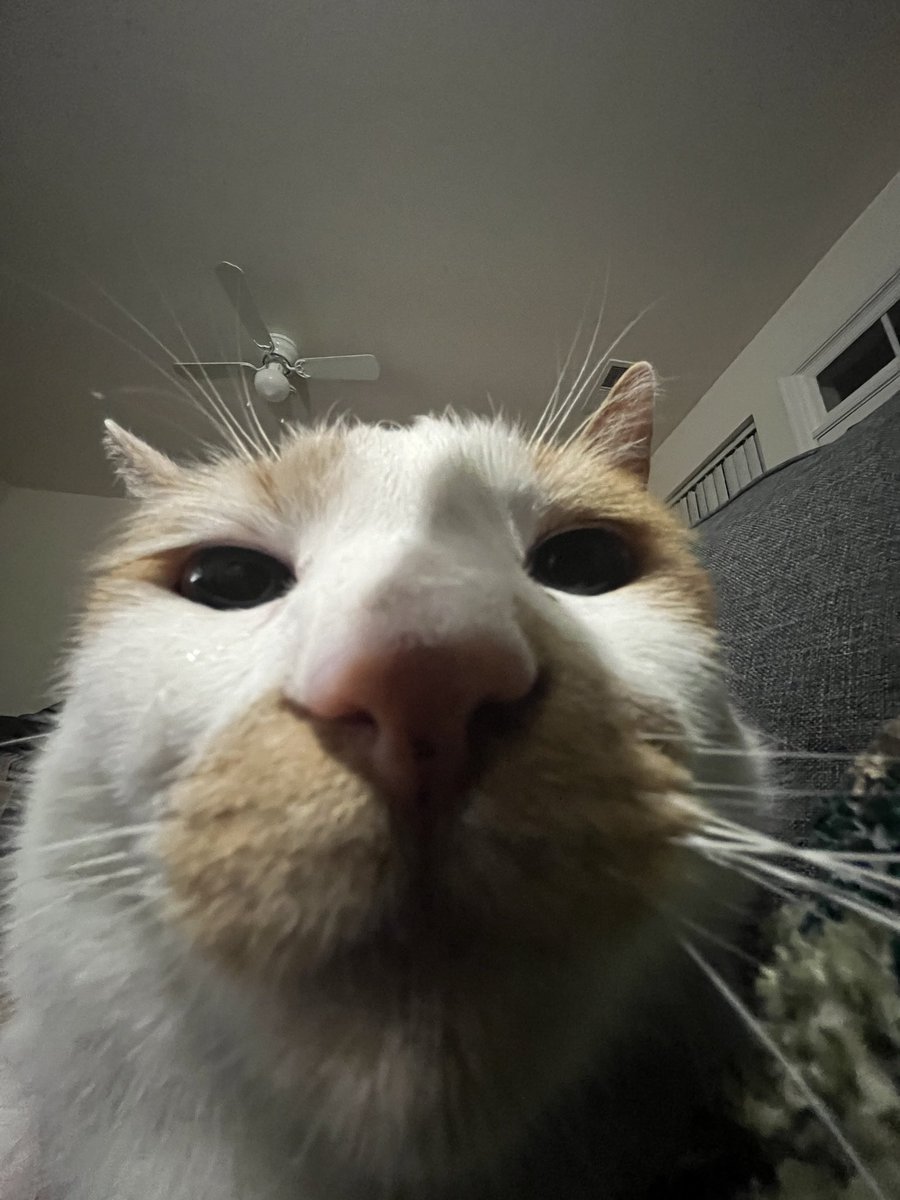nugget13pc's tweet photo. Sniff sniff #cat https://t.co/Kc3d5TOYI7