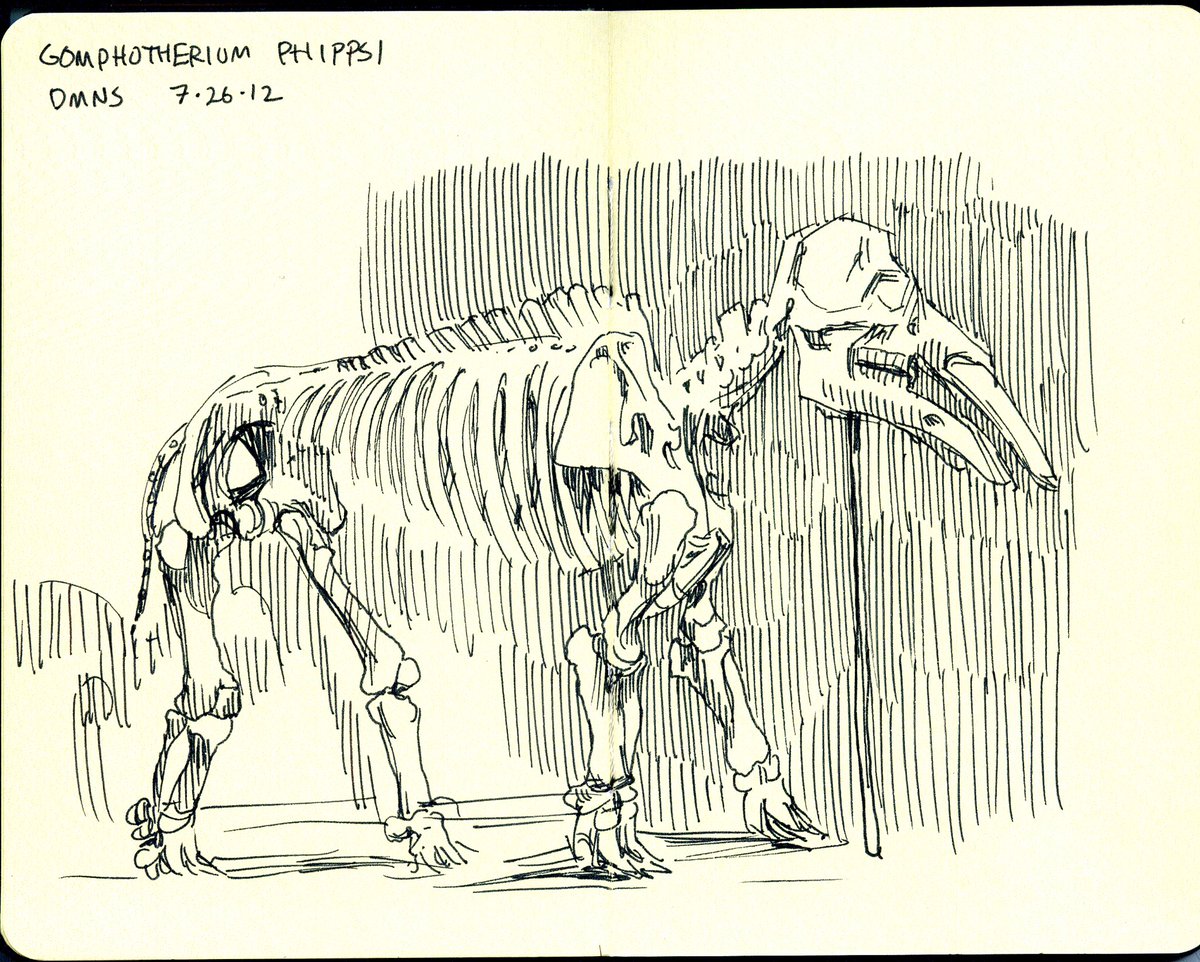 I've sketched the Gomphotherium at @DenverMuseumNS three times now-in 2012, 2018, and 2023.