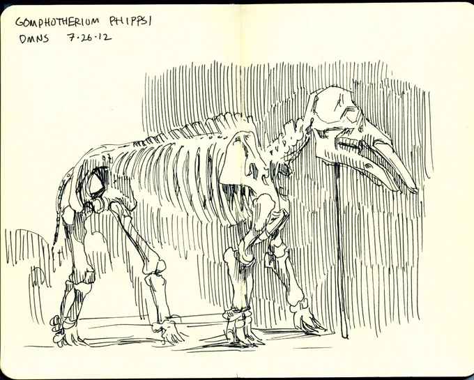 I've sketched the Gomphotherium at @DenverMuseumNS three times now-in 2012, 2018, and 2023.