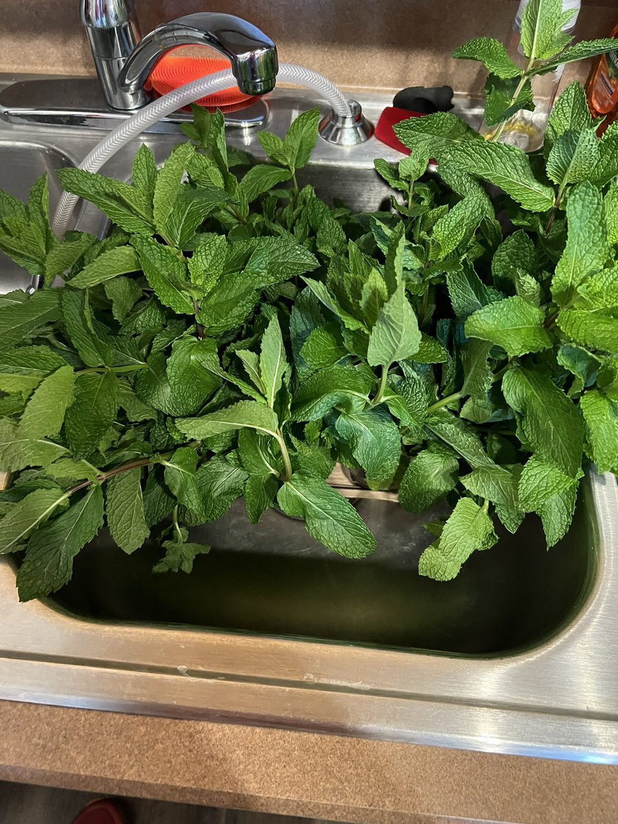 Dr. Adelita Mendoza tweet media