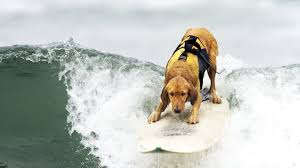 Rekhasverma's tweet photo. @buitengebieden feeling the waves....in order to be a better surfer https://t.co/GbjgTuKuCo