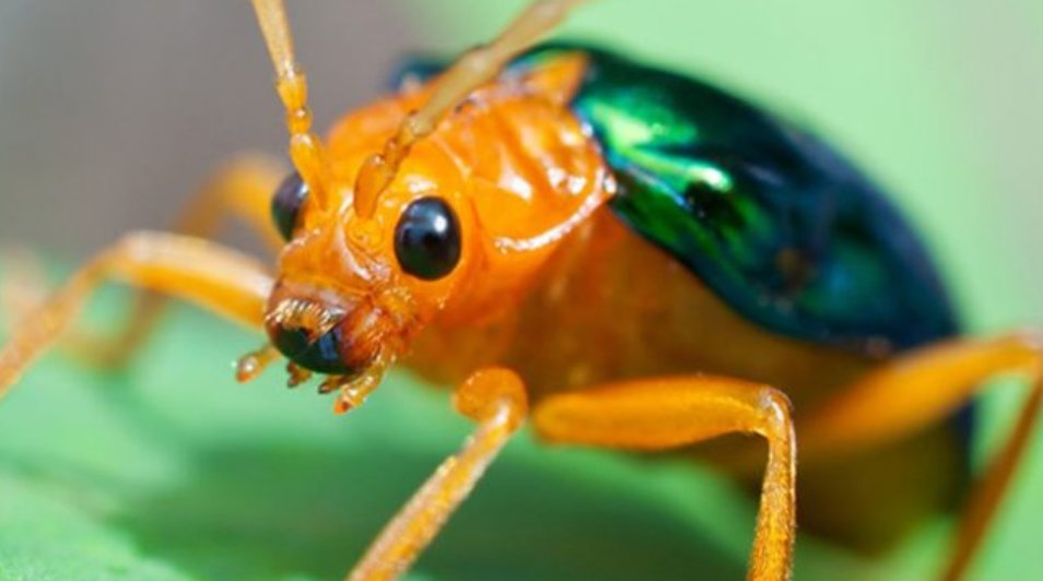 biodipia's tweet photo. Él arma viviente https://t.co/rMnRi9Gq1D