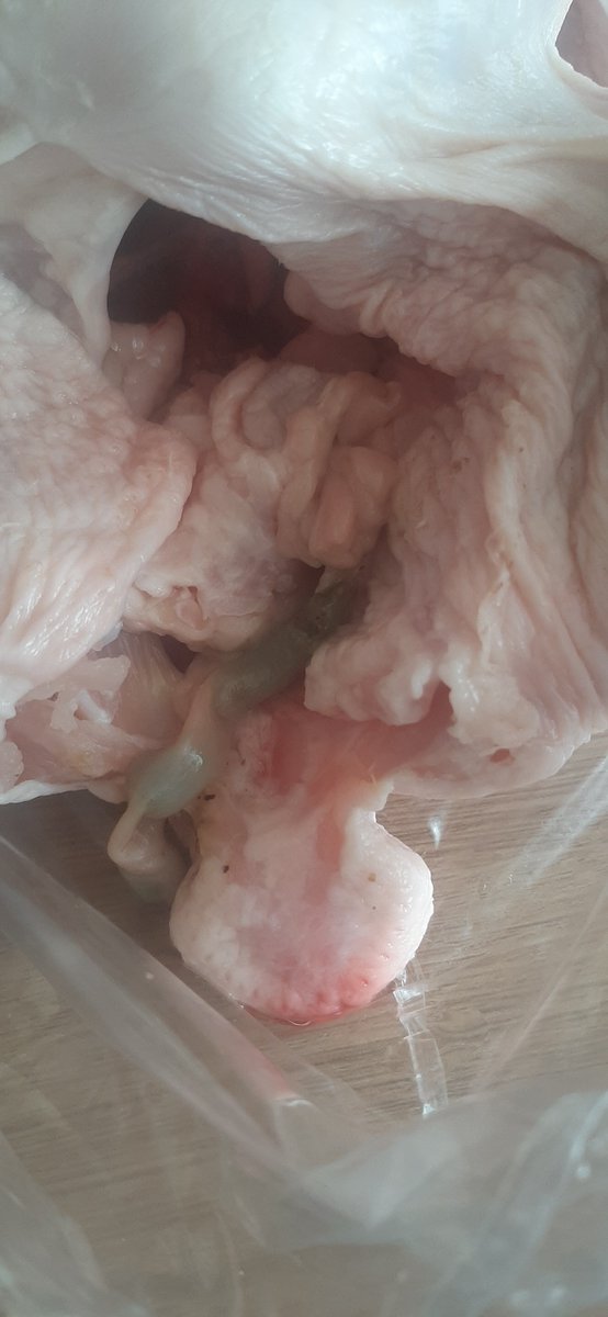 NoseyTezza's tweet photo. Sorry for the absolutely greousom photos but what.. the.. hell.. is.. this green tube with all green gunk in it, I found the other day attached to a chicken I bought from @LidlGB @lidlcustcare, I was going to feed this to my children 🤢😭 https://t.co/hTvO3Vdhzy