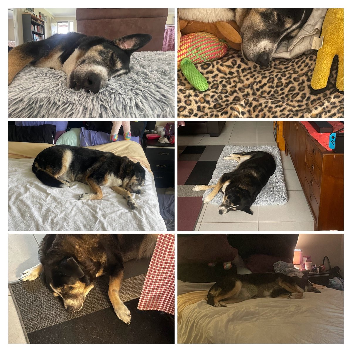 joshomeharmony's tweet photo. #puppyspam🐾🐕🐶Updated photos of Molly 🐶🐕🐾
I can't believe she is nearly nine, the years of loving her have flown by💜😍 https://t.co/6I1URVUDOl
